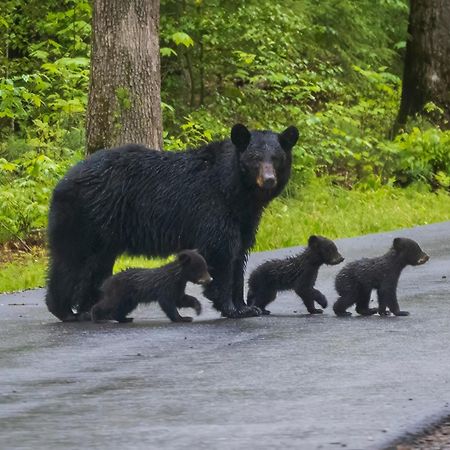 ガトリンバーグ Smoky Mountain Gemヴィラ エクステリア 写真
